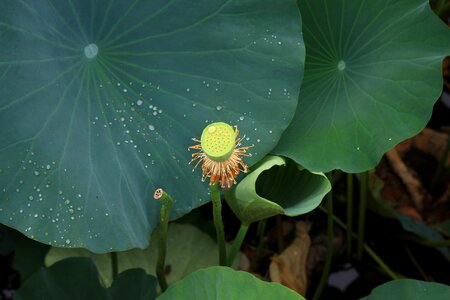 Lotus leaf water lilies seeds