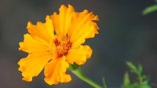 Bloom bright vegetable photo