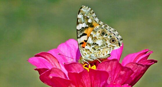 Zinnia nature macro
