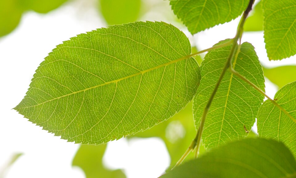 Leaves plant spring