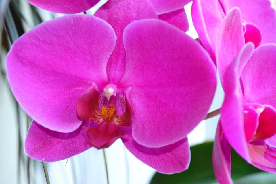 Petal tropical flowers