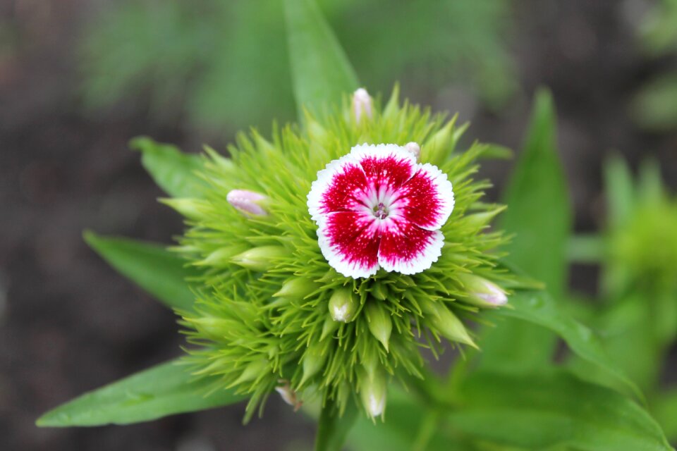 Garden nature summer