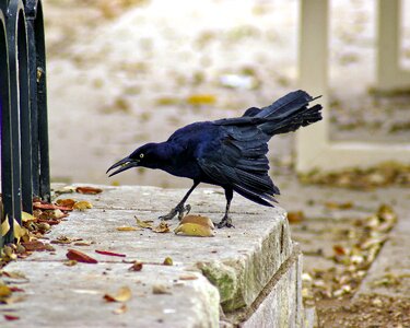 Nature wildlife black