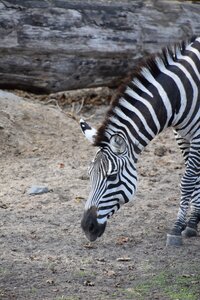 Stripes africa mammals
