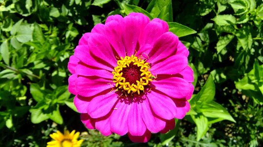 Nature flower garden