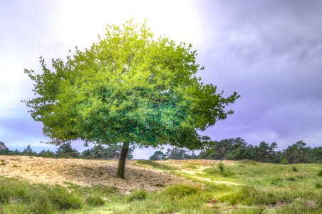 Landscape trees mood photo