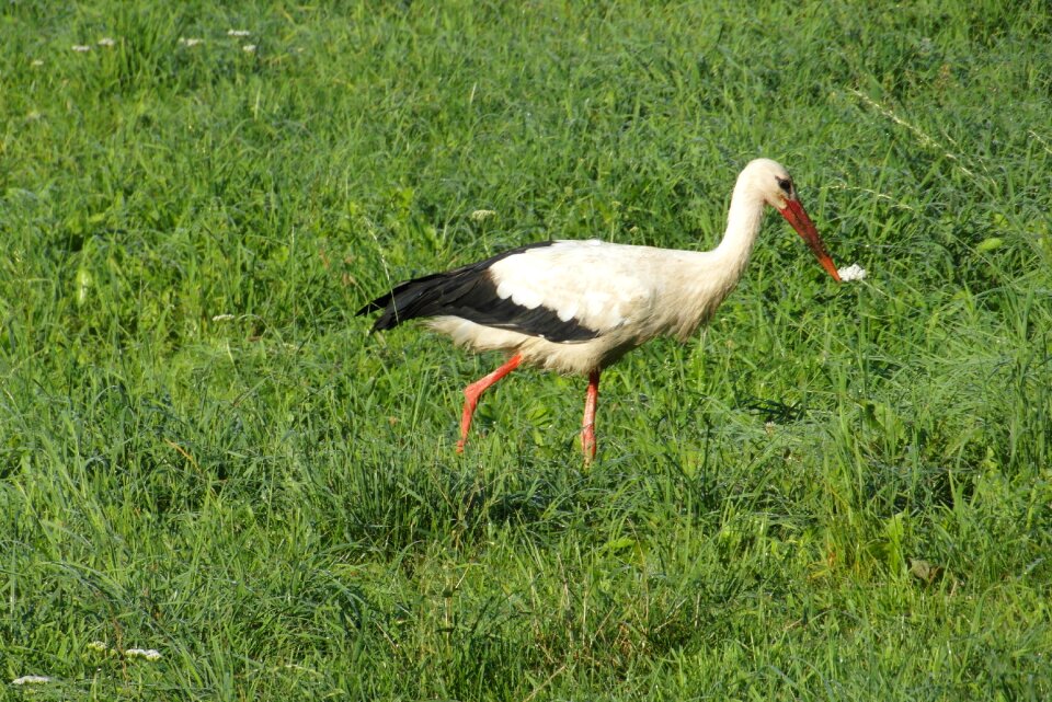 Meadow bird grass