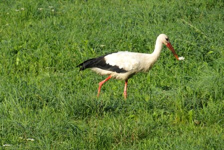 Meadow bird grass