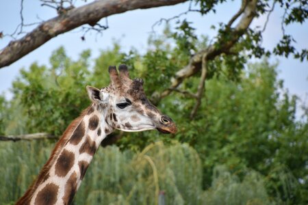Wild africa mammals