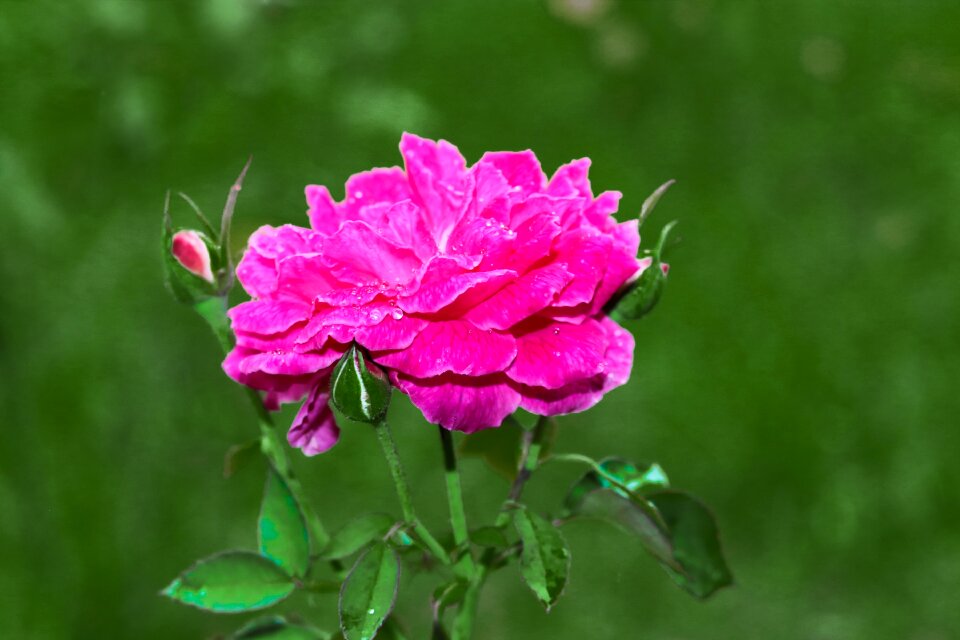 Love romantic pink