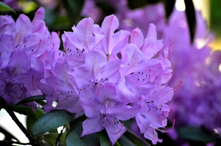 Nature spring purple flower