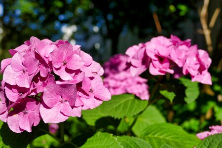 Bloom summer plant photo