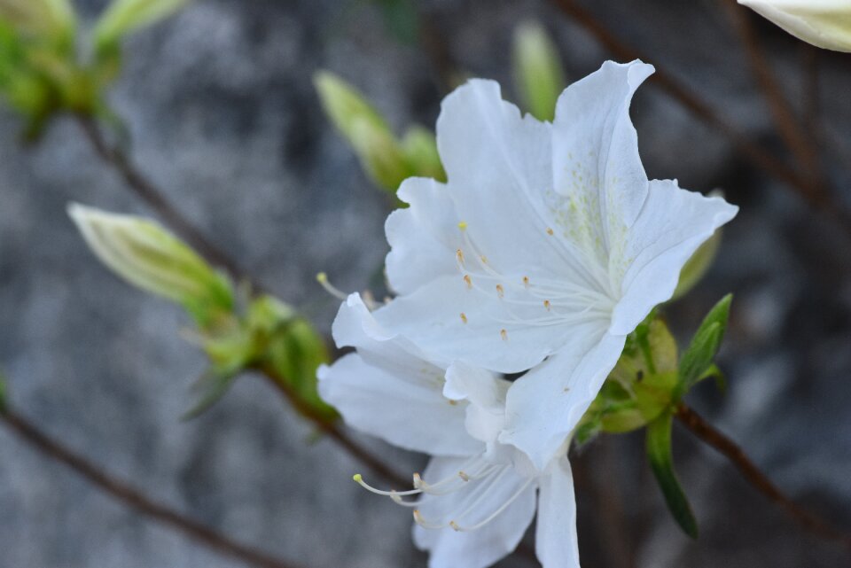 White azaleas all our capacity