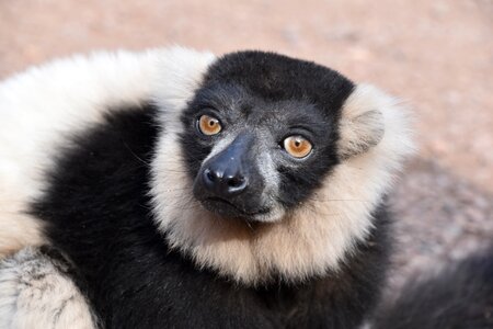 Mammals madagascar nature photo