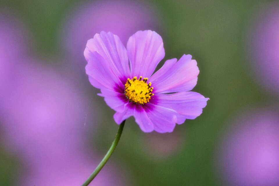 Blossom bloom purple