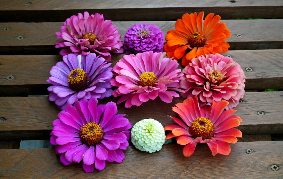 Decoration summer nature