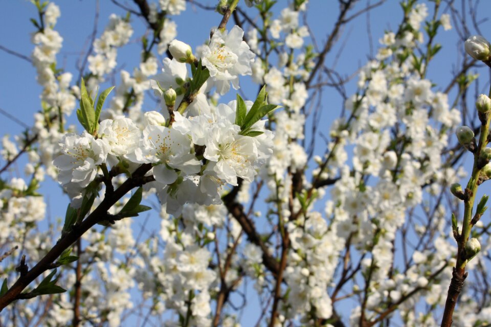 White flowers peach flower of spring with blue sky Free photos
