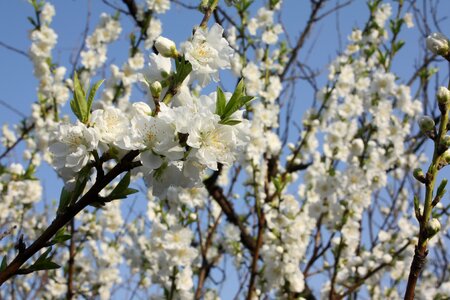 White flowers peach flower of spring with blue sky Free photos photo