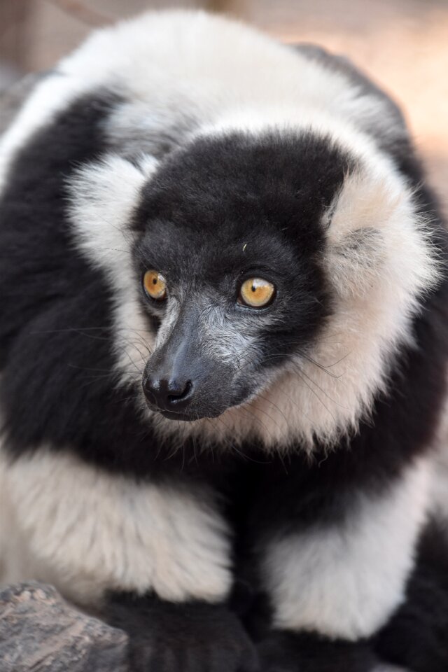 Animal mammal fur