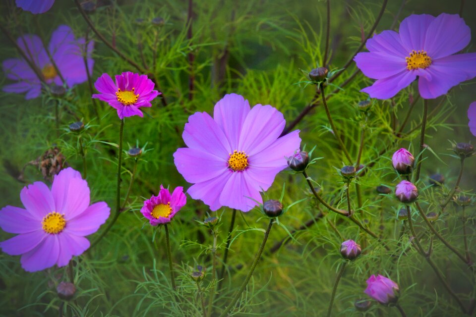 Blossom bloom purple