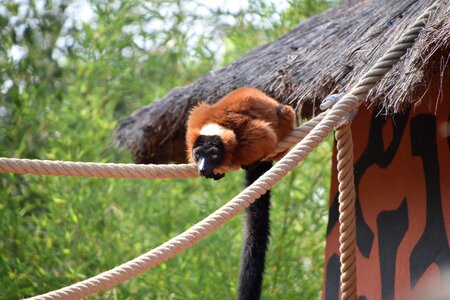Zoo mammal madagascar photo
