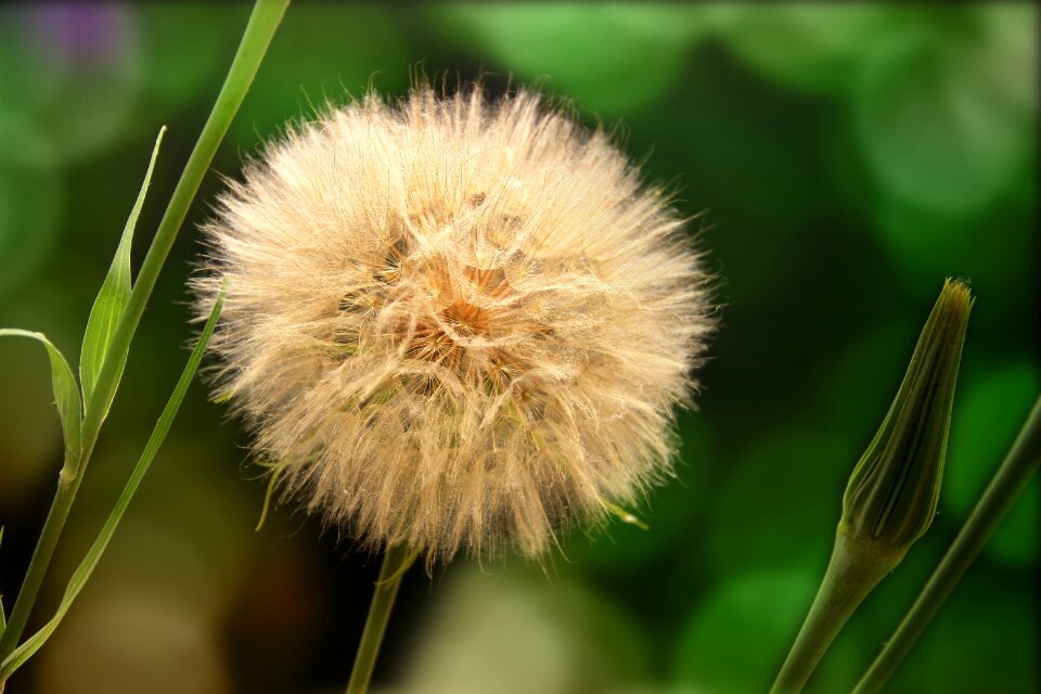 Flying seeds flower plant