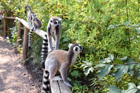 Madagascar nature eyes