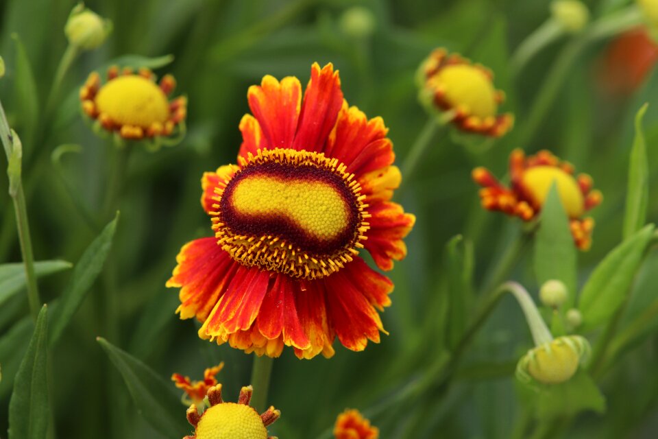 Bloom plant nature photo