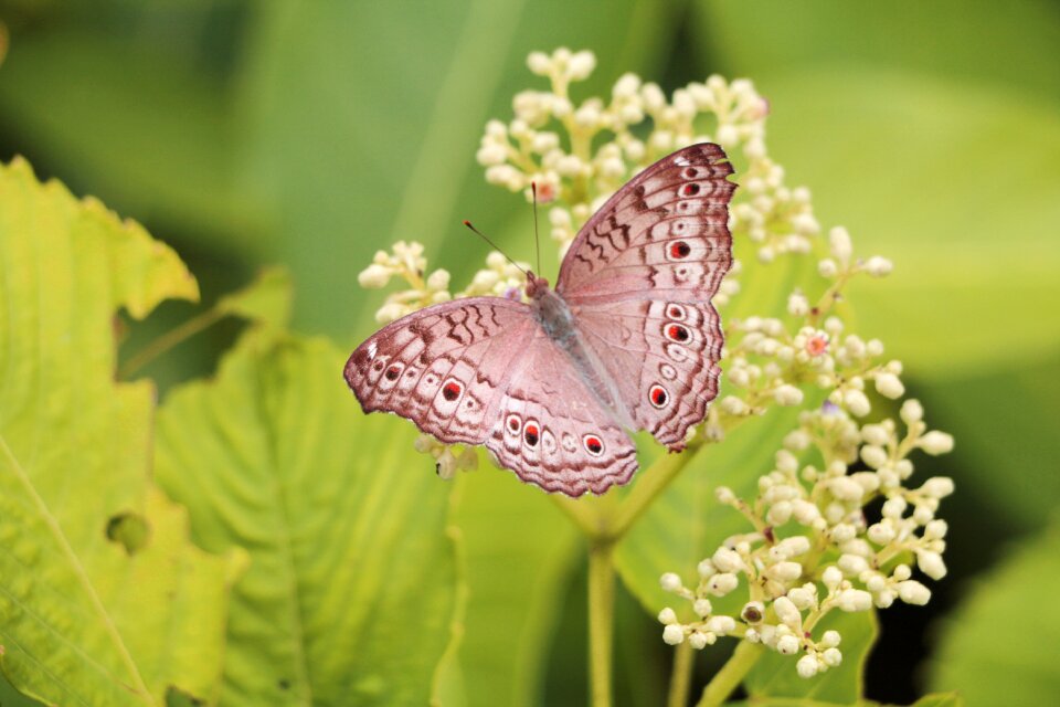 Feeding leaf bottom