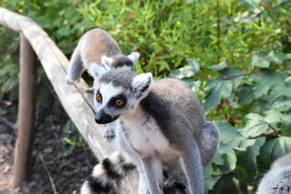 Nature wild mammals