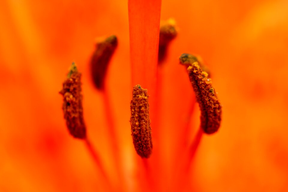 Stamens orange flowers plant