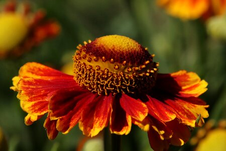 Bloom plant nature photo