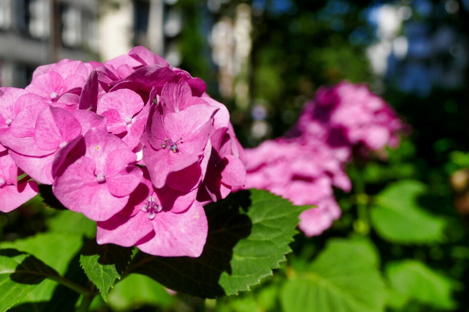 Bloom summer flowers