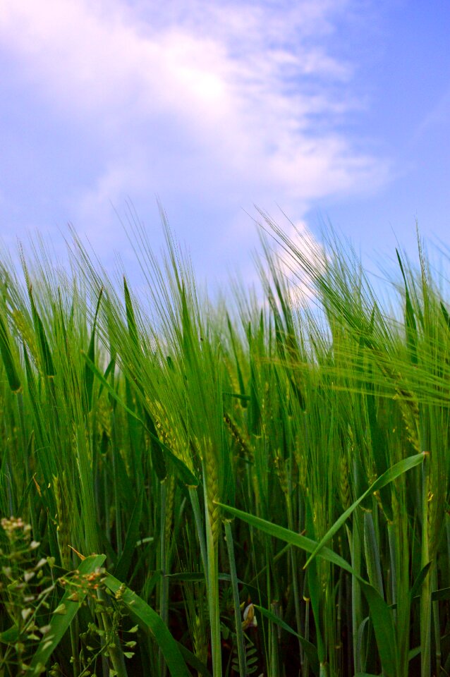 Farm nature rural areas