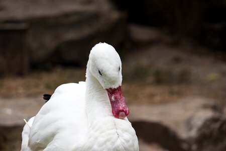 Animal animal world goose