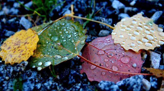 Water drops fallen leaves autumn leaves