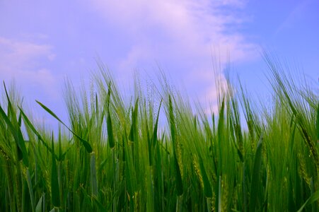 Farm nature rural areas