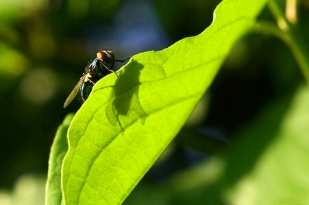 Light summer insect photo