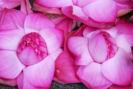 Lotus flower zen