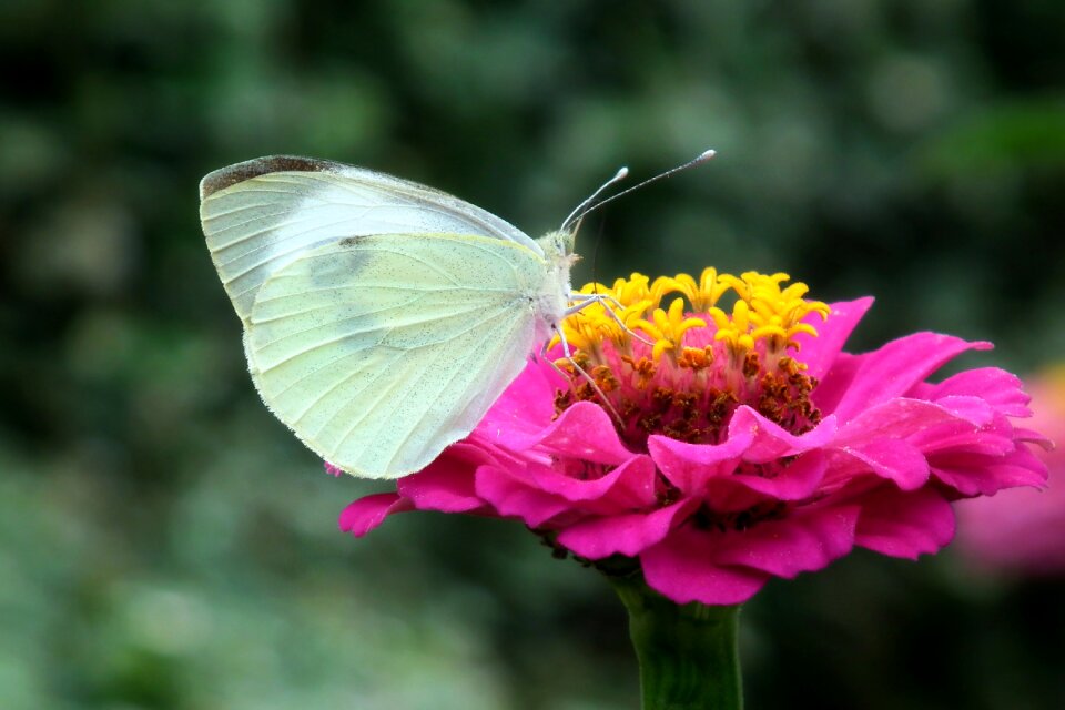 Zinnia nature macro
