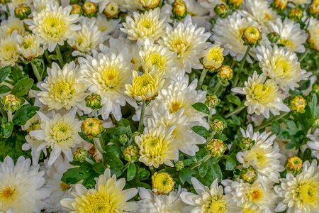 Flower blossom bloom
