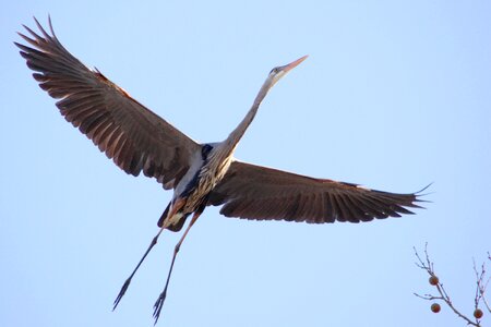 Bird wild beak photo