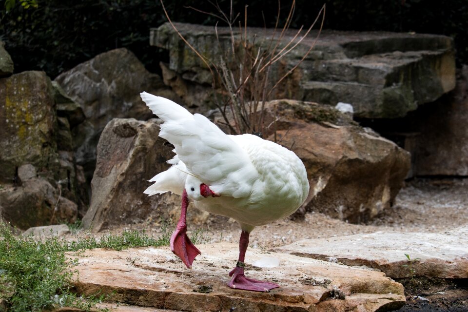 Animal animal world goose