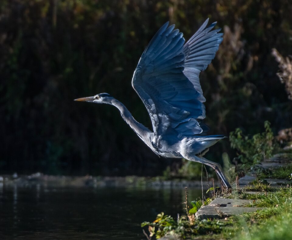 Flight wings nature