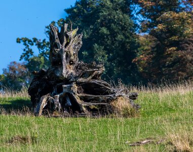 Dead old landscape photo