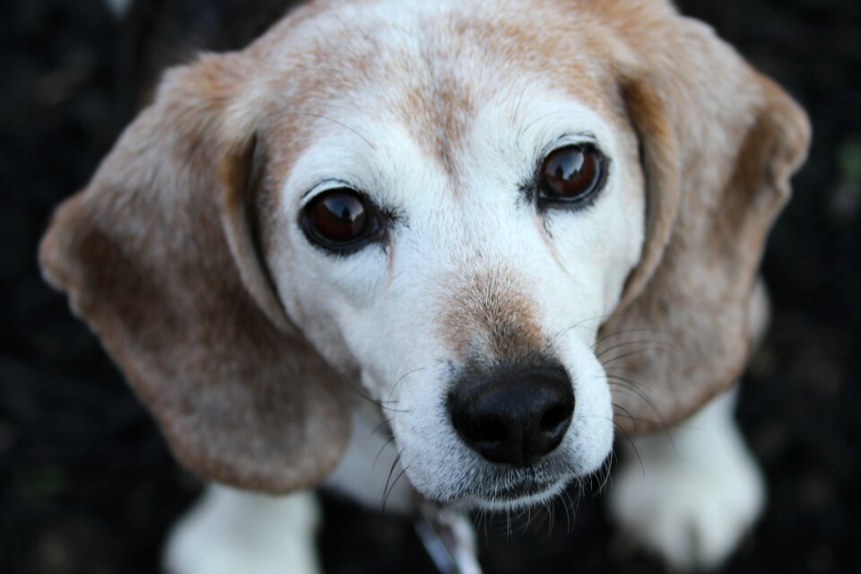 Portrait pets animals