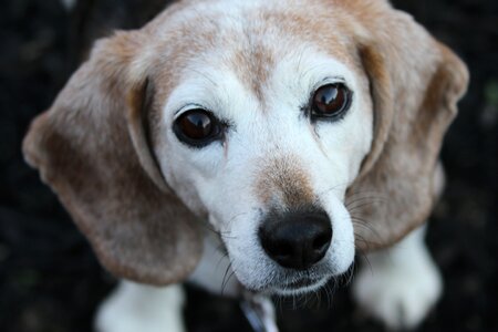 Portrait pets animals