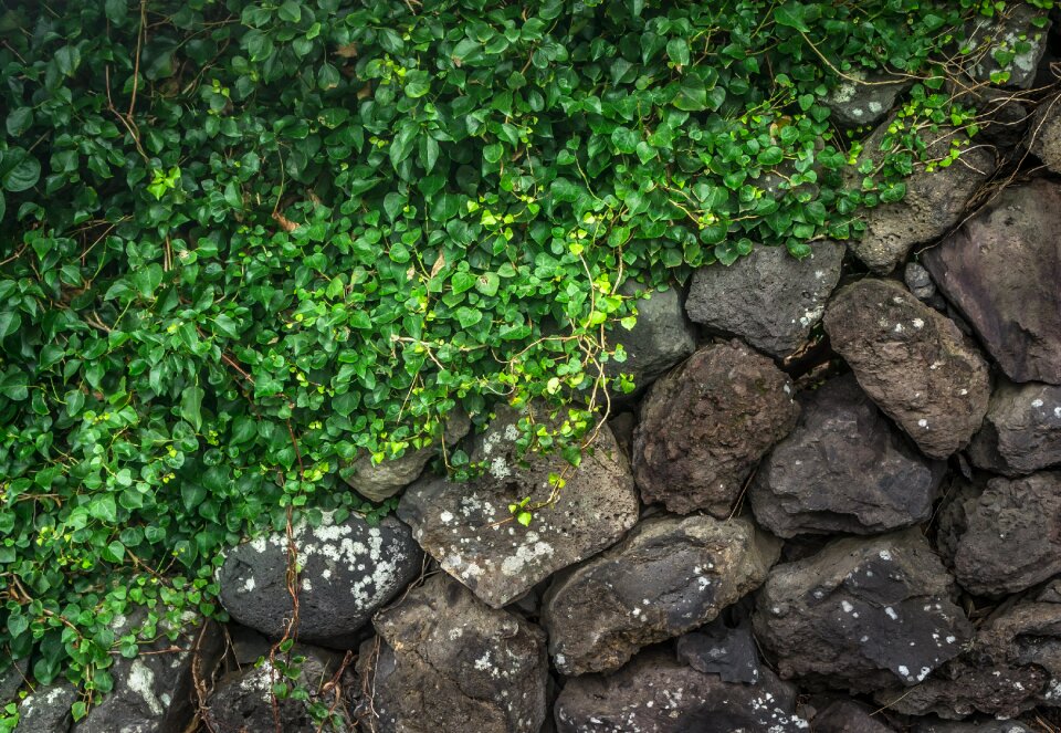 Vine plants nature