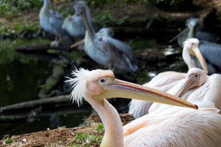 Animal world water bird bill