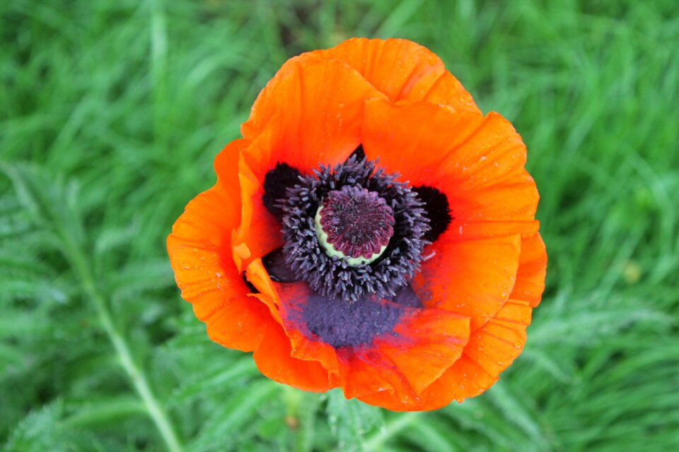 Red flower flora closeup